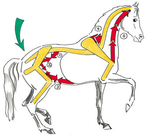 Das Pferd piaffiert hauptsächlich mit den Hanken und der Muskulatur der Unterlinie (Beuger der Hinterhand: 1 Lendenmuskel, 2 Hüftbeuger, 3 Bauchmuskeln. Heber des Halses: 4 gezahnter Halsmuskel. Heber der Vorderbeine: 5 Arm-Kopf-Muskel).