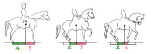 Abbildung 6: CG= Schwerpunkt. Je nach Haltung des Pferdes nehmen Vorder- und Hinterhand unterschiedlich viel Last auf. Pferd: 450 kg, Reiter: 75 kg Bild 1:Gewicht auf den Hinterbeinen: 225 kg, d.h. 3/7Gewicht auf den Vorderbeinen: 300 kg, d.h. 4/7 Bild 2: • Verkürzung der Stützbasis von hinten: 2/7 Gewicht auf den Hinterbeinen: 315 kg Gewicht auf den Vorderbeinen: 210 kg • zusätzlich Aufrichtung des Halses: ca. 20 kg weniger Gewicht auf den Hinterbeinen: 325 kg Gewicht auf den Vorderbeinen: 200 kg Das Pferd ist „auf der Hinterhand“. Bild 3: • Verkürzung der Stützbasis von vorne: 2/7 Verkürzung der Stützbasis von hinten: 2/7 Gewicht auf den Hinterbeinen: 175 kg Gewicht auf den Vorderbeinen: 350 kg • zusätzlich Einrollen des Halses: ca. 10 kg mehr Gewicht auf den Hinterbeinen: 170 kg Gewicht auf den Vorderbeinen: 355 kg Das Pferd „fällt auf die Vorhand“.
