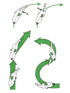 Abbildung 4: von links nach rechts: oben: rechts öffnender Zügel, links anliegender Zügel. Unten: 1. Traversale, 2. Renvers, 3. Schulterherein, 4. Travers. Der Reiter sitzt in Bewegungsrichtung.